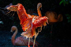 Flamingo sur Freek Rooze