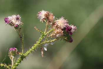 Distel in de zon