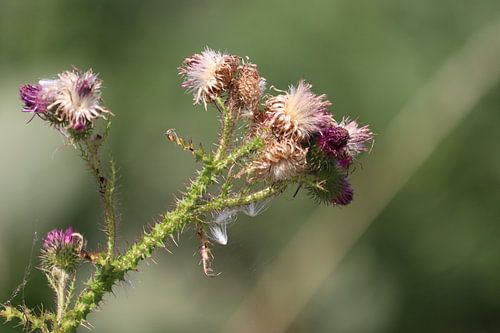 Distel in de zon