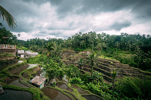 Bali Rice Fields