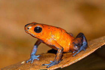 Giftfrosch