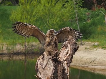 Oiseaux de proie Aigle européen hibou sur Loek Lobel