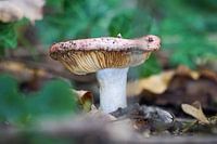 Mushroom in forest