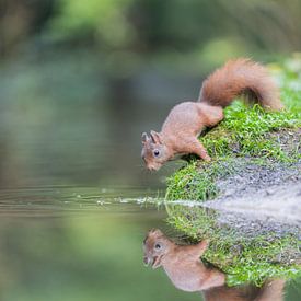 Double seeing before the dismount by Jan Heijmans