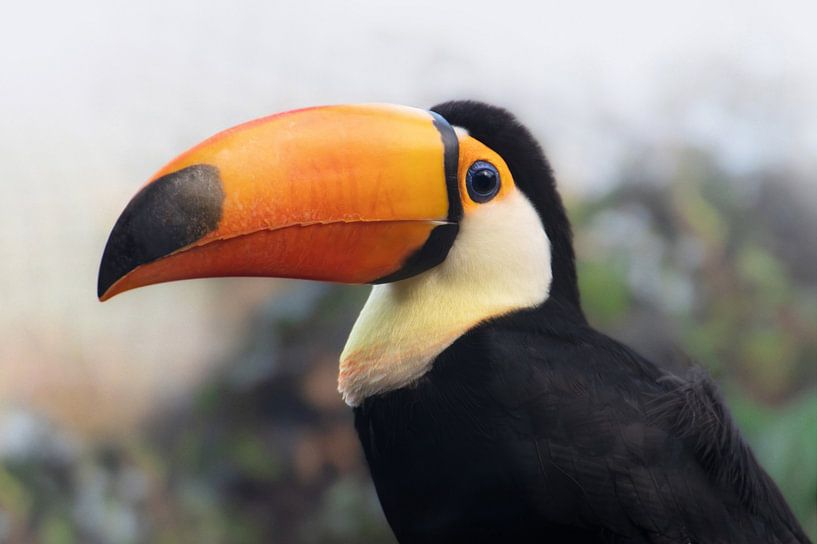 Giant toucan by Anja Wessels Fotografie