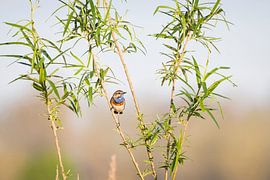 Blaukehlchen in der Morgensonne