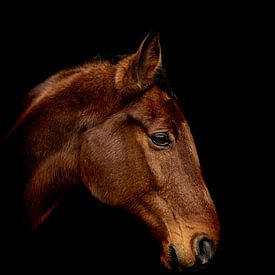 Portret van een paard van Bild.Konserve