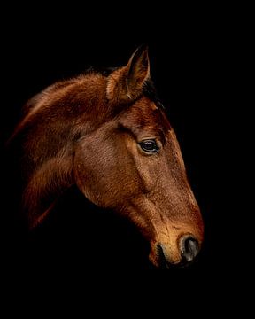 Porträt eines Pferdes von Bild.Konserve