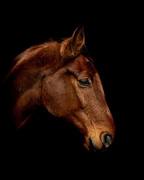 Portret van een paard van Bild.Konserve