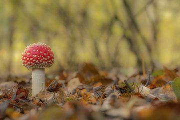 Young fly agaric - mushroom red with white dots by Moetwil en van Dijk - Fotografie