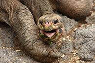 Galápagosreuzenschildpad van Frank Heinen thumbnail