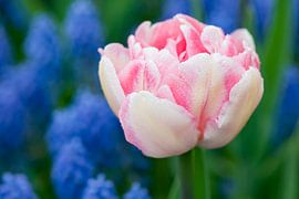 Pink tulipa - Keukenhof by Tamara Witjes