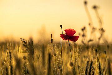 Coquelicot solitaire dans la lumière du soir sur Linda Raaphorst