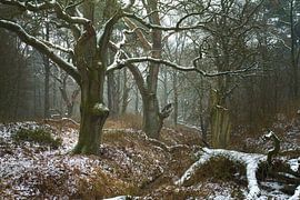 Wodanseiken by Sander Eggen