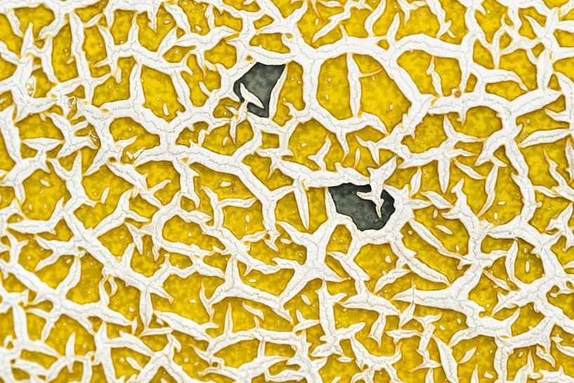 Melon with fish by Lisette Rijkers