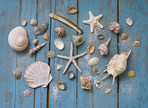 coquilles