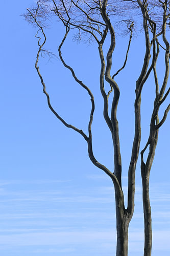 alter kahler Baum mit gebogenen Ästen gegen den blauen Himmel, Kopierraum