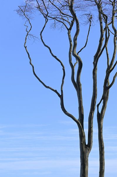 alter kahler Baum mit gebogenen Ästen gegen den blauen Himmel, Kopierraum von Maren Winter