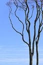 alter kahler Baum mit gebogenen Ästen gegen den blauen Himmel, Kopierraum von Maren Winter Miniaturansicht