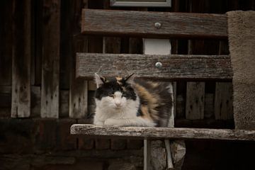 The Guardian of the Wood