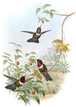 Spence's Sun Angel, John Gould van Hummingbirds