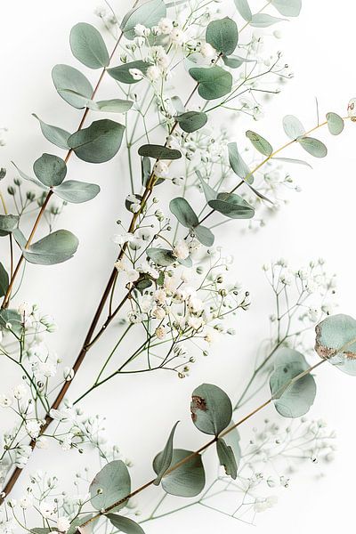 Eucalyptus and gypsophila by Poster Art Shop