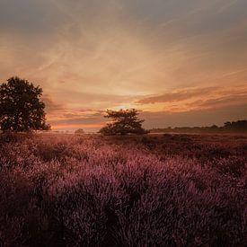 Autumn landscape Loonse and drunense dunes. by Erwin Stevens