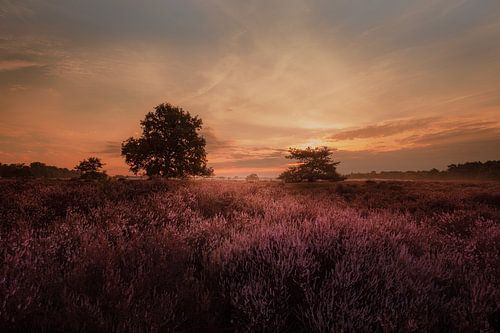 Herfstlandschap Loonse en drunense duinen. van Erwin Stevens