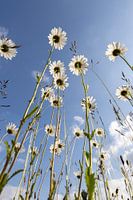 Bloeiende wilde margrieten