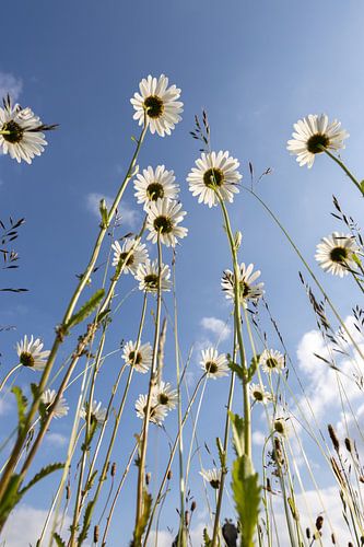 Blühende wilde Gänseblümchen