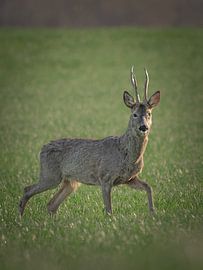 Face to face with a roebuck by arnemoonsfotografie