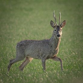 Auge in Auge mit einem Rehbock von arnemoonsfotografie