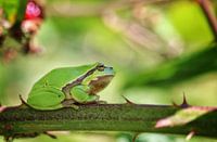 Tree frog
