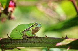Grenouille arboricole sur Kim Claessen