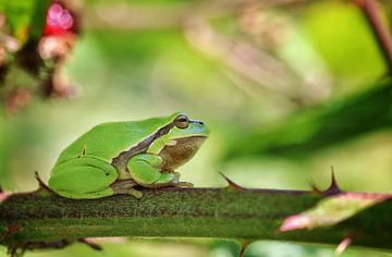 Tree frog by Kim Claessen