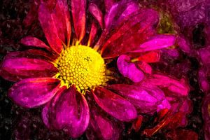 Blüte einer lila Chrysantheme von Dieter Walther