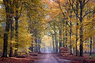 Goldener Feldweg im Wald bei Hoog Soeren auf der Veluwe von Cor de Hamer Miniaturansicht