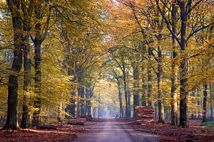 Goldener Feldweg im Wald bei Hoog Soeren auf der Veluwe
