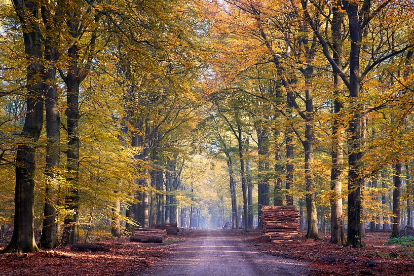 Goldener Feldweg im Wald bei Hoog Soeren auf der Veluwe von Cor de Hamer