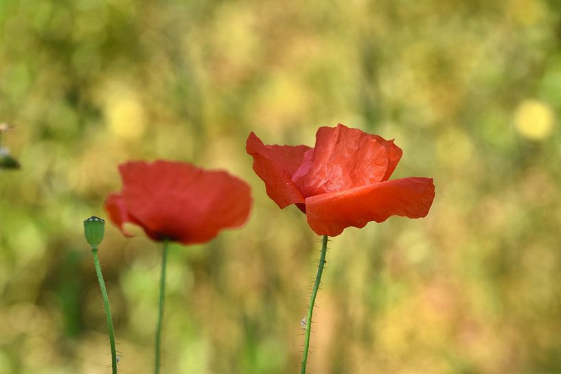 Rote Mohnblumen aus der Nähe von Shutterbalance
