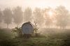 een waterkar in het veld op de oevers van de Leie tijdens een mistige ochtend in Kortrijk, Belgie von Fotografie Krist / Top Foto Vlaanderen Miniaturansicht