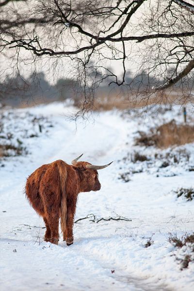 Schotse Hooglander in de sneeuw von Evert Jan Kip