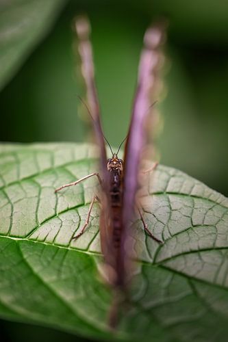 vue sur un papillon