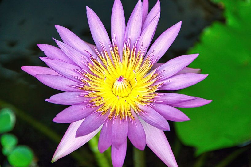 Holy Lotus by Eduard Lamping