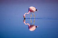 Flamingo mit perfekter Reflexion von Chris Stenger Miniaturansicht