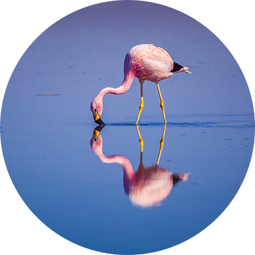 Flamingo met een perfecte weerspiegeling van Chris Stenger