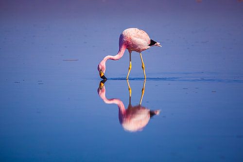 Flamingo met een perfecte weerspiegeling