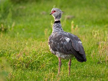 Eine Halsband-Wehrvogel in Argentinien von OCEANVOLTA