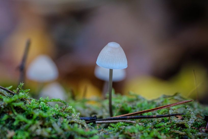 Lumière dans la forêt par Mario Creanza