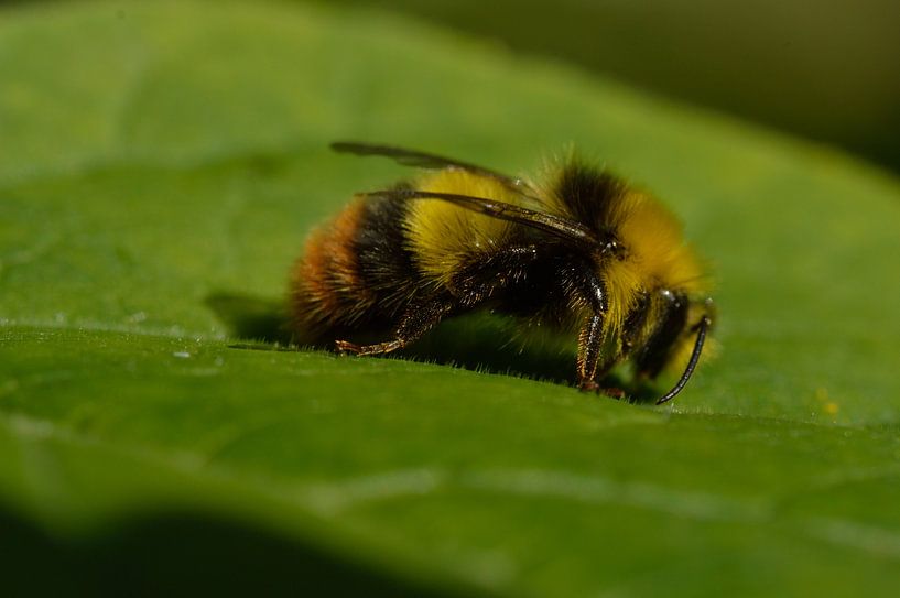 Bee on a green leaf by Jeffry Clemens